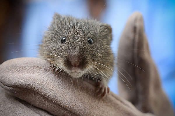 Save the Vole: Borehole Spring BLM Lawsuit Explained