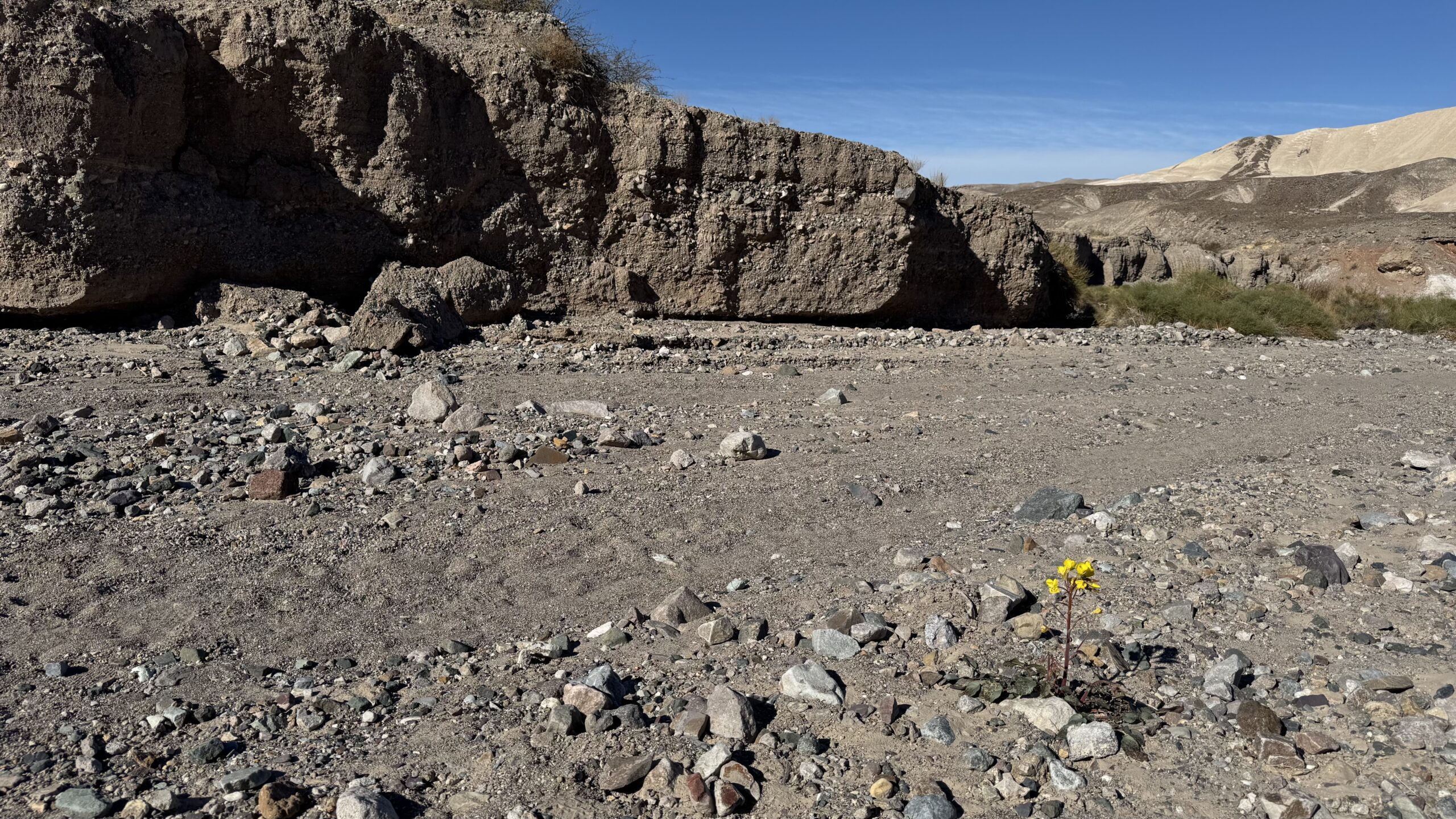 Heard Around Town: Water, Wildflowers, and Willpower