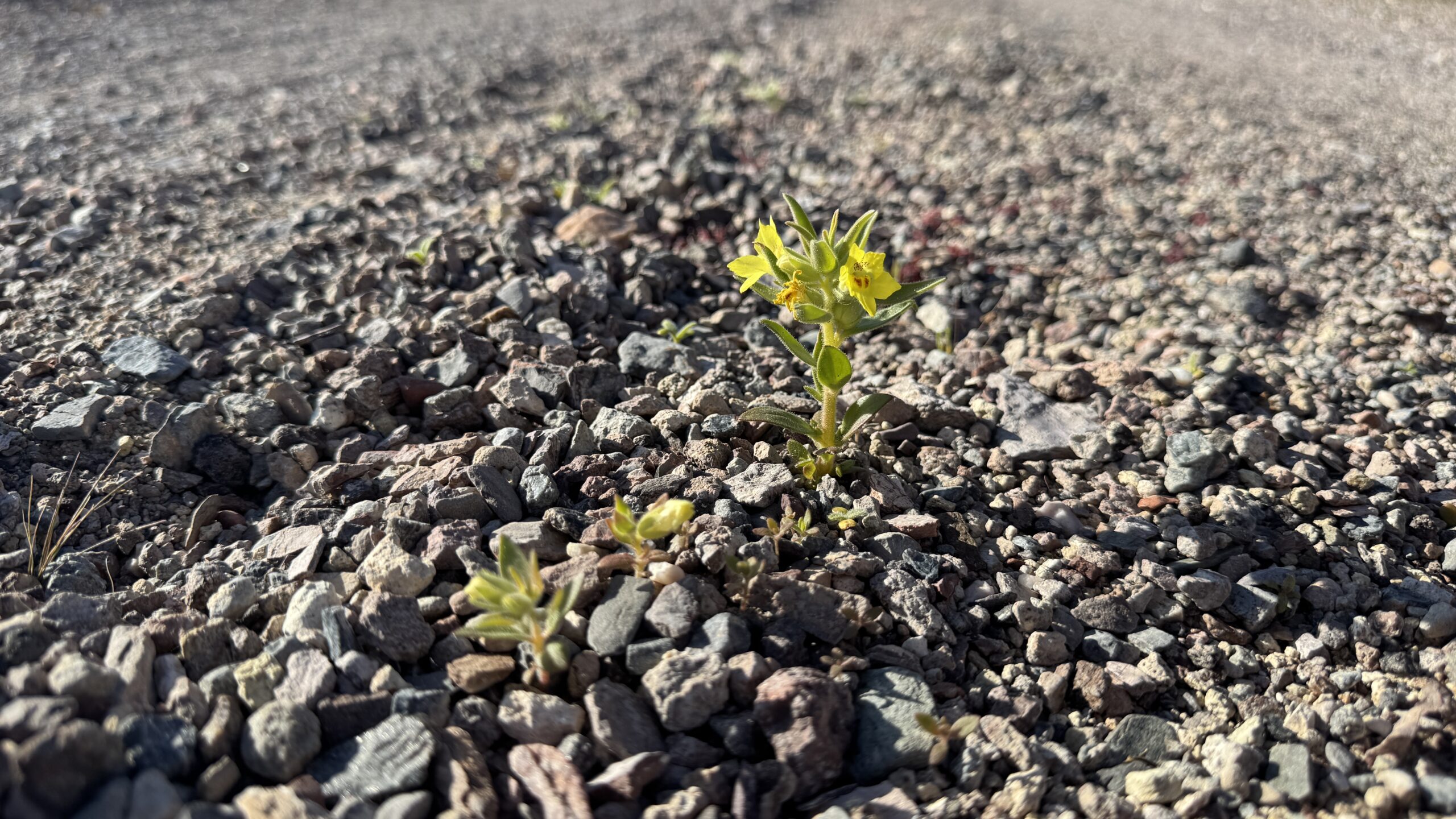 Heard Around Town: Rain and Flowers on the Horizon